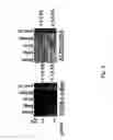 Fig. 03 - HER-2 binding antagonists