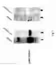 Fig. 04 - HER-2 binding antagonists