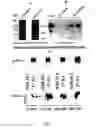 Fig. 06 - HER-2 binding antagonists