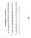 Fig. 09 - HER-2 binding antagonists