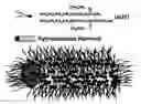 Fig. 01 - Methods for production and use of synthetic hydroxyapatite and fluorapatite nanorods, and superstructures assembled from the same