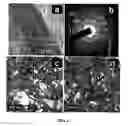Fig. 02 - Methods for production and use of synthetic hydroxyapatite and fluorapatite nanorods, and superstructures assembled from the same