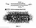 Fig. 04 - Methods for production and use of synthetic hydroxyapatite and fluorapatite nanorods, and superstructures assembled from the same