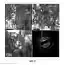 Fig. 10 - Methods for production and use of synthetic hydroxyapatite and fluorapatite nanorods, and superstructures assembled from the same