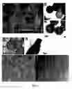 Fig. 12 - Methods for production and use of synthetic hydroxyapatite and fluorapatite nanorods, and superstructures assembled from the same