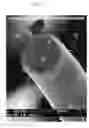 Fig. 02 - Method of loading a nanotube structure and loaded nanotube structure