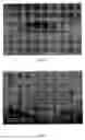 Fig. 03 - Laser-based method for growing array of carbon nanotubes