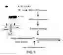 Fig. 07 - Activatable clostridial toxins