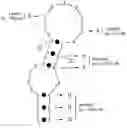 Fig. 01 - RNA aptamers and methods for identifying the same