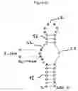 Fig. 21 - RNA aptamers and methods for identifying the same
