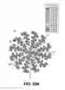 Fig. 10 - Ultra-sensitive silicon sensor, long-wave infrared microantenna