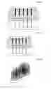 Fig. 03 - Method of tapering bristles for toothbrushes, and toothbrush having bristles manufactured by said method