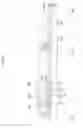 Fig. 06 - Organic light emitting display and method of manufacturing the same