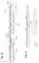 Fig. 02 - Increase of perceived resolution for a dual view display device