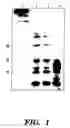 Fig. 02 - Overexpression of phytase genes in yeast systems