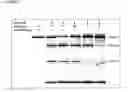 Fig. 02 - Inhibition of HIV-1 Replication by Disruption of the Processing of the Viral Capsid-Spacer Peptide 1 Protein
