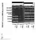 Fig. 09 - Complementation Systems Utilizing Complexes of Heteroproteins