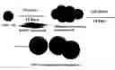 Fig. 01 - Differentiation of Cd34 Positive Cell to Megakaryocyte and Multiplication