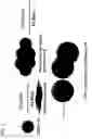 Fig. 02 - Differentiation of Cd34 Positive Cell to Megakaryocyte and Multiplication