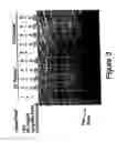 Fig. 03 - Chimeric Transcription Factor Decoy Oligonucleotides
