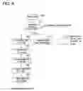 Fig. 07 - Carcass processing apparatus and method