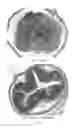 Fig. 09 - METHOD FOR REDUCING OR ALLEVIATING INFLAMMATION IN THE DIGESTIVE TRACT