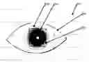 Fig. 01 - Two stage detection for photographic eye artifacts