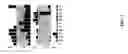 Fig. 15 - Digital object information via category-based histograms