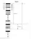 Fig. 05 - Image-forming device