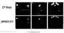Fig. 01 - METHODS OF IMAGING EMPLOYING CHELATING AGENTS