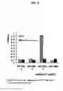Fig. 06 - Anti-PRL-3 antibodies and methods of use thereof