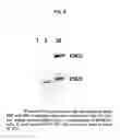 Fig. 07 - Anti-PRL-3 antibodies and methods of use thereof