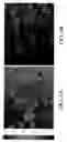 Fig. 05 - Multi-use multimodal imaging chelates