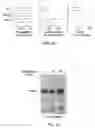 Fig. 11 - Parasite vaccine
