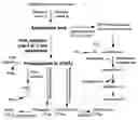 Fig. 01 - Method and composition for increasing Erythropoietin
