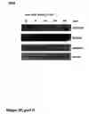 Fig. 34 - Methods of treating neurological conditions with hematopoeitic growth factors