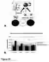 Fig. 47 - Methods of treating neurological conditions with hematopoeitic growth factors