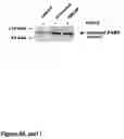 Fig. 52 - Methods of treating neurological conditions with hematopoeitic growth factors