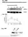 Fig. 54 - Methods of treating neurological conditions with hematopoeitic growth factors