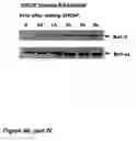 Fig. 55 - Methods of treating neurological conditions with hematopoeitic growth factors