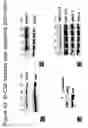 Fig. 59 - Methods of treating neurological conditions with hematopoeitic growth factors