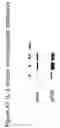 Fig. 64 - Methods of treating neurological conditions with hematopoeitic growth factors