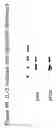 Fig. 65 - Methods of treating neurological conditions with hematopoeitic growth factors