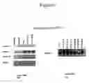 Fig. 12 - ANTAGONIZING INTERLEUKIN-21 RECEPTOR ACTIVITY