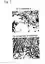 Fig. 06 - Skin vitalizing composition for external use anti-aging preparation