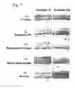 Fig. 08 - Skin vitalizing composition for external use anti-aging preparation