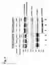 Fig. 04 - EspFnucleic acids and proteins and uses thereof