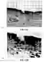 Fig. 24 - Method and reagents for the enhancement of virus transduction in the bladder epithelium