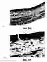 Fig. 30 - Method and reagents for the enhancement of virus transduction in the bladder epithelium