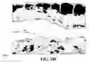 Fig. 58 - Method and reagents for the enhancement of virus transduction in the bladder epithelium